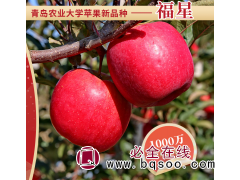 福星苹果苗-小草沟种苗-矮化苹果苗-苹果苗-大自然园艺科技图1