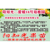爱媛38号-血橙-泰国红宝石青柚-孝感阳知光苗木培植园