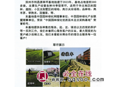 高羊茅-早熟禾-混播草-利昌源草坪基地-滨州草坪价格图1