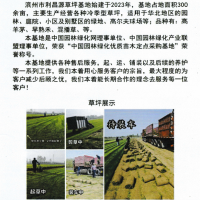高羊茅-早熟禾-混播草-利昌源草坪基地-滨州草坪价格