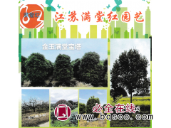 桂花树-金玉满堂宝塔-桂花柱-江苏规划-满堂红园艺图1