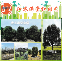 桂花树-金玉满堂宝塔-桂花柱-江苏规划-满堂红园艺