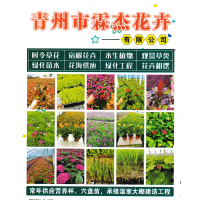 丛生福禄考-芝樱-山东花卉苗木-时令草花-宿根花卉-霖杰花卉