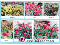 中华蚊母-鑫叶蚊母-晶红蚊母-魔幻精灵系列-重庆鑫图园林图1