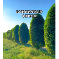 #塔冠榆 #新苗商 #耐盐碱树种-盐碱地首选绿化树种-新苗商
