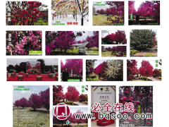 绚丽-王族-摩力-亚当-冬红凯尔斯-海棠系列-远大海棠园图1
