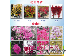 北美冬青-冬日奇迹-冬红-奥斯特-切枝北美冬青-仁石农业图1