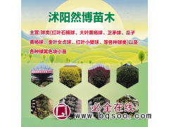 红叶石楠球-大叶黄杨球-卫矛球-瓜子黄杨球-沭阳然博苗木图1