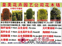 供应各种规格红叶石楠价格_高杆红叶石楠批发价格出售图1
