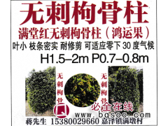 无刺枸骨柱-满堂红无刺枸骨柱-夏溪花木市场图1