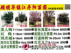 美人梅7-11cm大量  顾明华镇江丹阳苗圃 夏溪花木市场图1