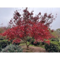 1-25厘米红枫-赤枫-鸡爪槭-恒春花木基地-中国红枫价格-红枫造型树