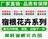 辽宁省台安县美旺宿根花卉园