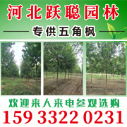 河北跃聪园林绿化工程有限公司