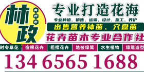 青州林政花卉苗木专业合作社
