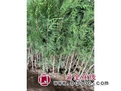侧柏-侧柏小苗-侧柏杯苗销售-宁夏绿苗果丰苗木花卉-绿化苗图1