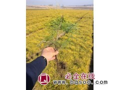 二年换床樟子松-樟子松苗-通化樟子松基地-吉林誉凯苗木图1