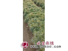 红松杯苗-红松小苗-红松苗批发-吉林誉凯苗木种植有限公司图1
