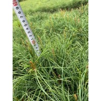 油松杯苗-各种规格油松 油松杯苗 阳性树种喜阳光抗瘠薄 油松树苗-誉凯苗木