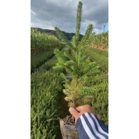 云杉杯苗 1-5年生云杉杯苗 营养杯云杉 园林景观绿化-吉林誉凯苗木