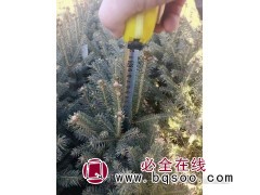 云杉杯苗-各种规格营养杯云杉苗-通化云杉基地-誉凯苗木图1
