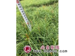 油松杯苗 油松苗量大出售 各种杯子型号都有 吉林誉凯苗木图1