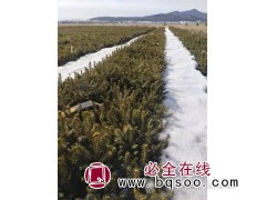 云杉-云杉定值苗-吉林云杉基地-云杉小苗-吉林卢家苗圃图1