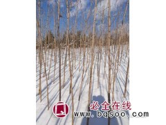 五角枫移栽平茬苗-定植五角枫平茬苗-五角枫价格-吉林卢氏苗圃图1