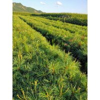 红松苗-红松绿化造林价格-园林绿化-东北绿化苗木基地-吉林卢氏苗圃