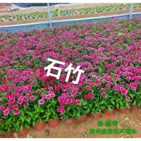 夏石竹杯苗 景区园林观赏绿化种植 小区盆栽绿植 盛荣花卉