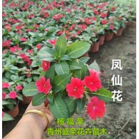 非洲凤仙别名苏丹凤仙花批发基地玻璃翠 色块造景 花坛花镜工程苗 盛荣花卉