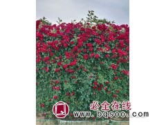 售藤本月季柱状造型 球状造形 拱门型花色艳丽 南阳月季图1