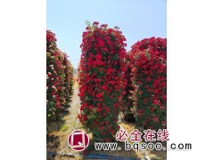 景观月季花柱 多种场景 可用造型美观 南阳月季花柱销售价格图1
