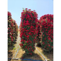 景观月季花柱 多种场景 可用造型美观 南阳月季花柱销售价格