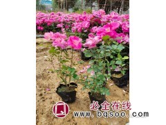 月季花小苗 大花月季杯苗 庭院 工程绿化苗 南阳月季基地 月季园林工程苗图1
