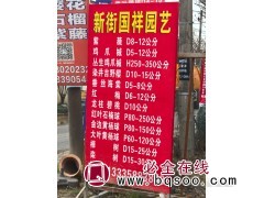 紫薇 D8-12公分 紫薇树价格 萧山花木城 新街国祥园艺图1