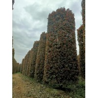 四川桂花基地 桂花柱批发 苗木绿化种植 八月桂金桂柱 蜀春