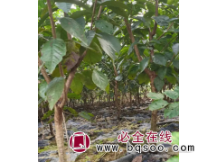 柚子苗-李子苗-柑橘苗销售-盛照乌皮樱桃苗生产基地-果树苗图1