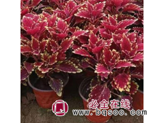 批发多年生草本植物 彩叶草 园林绿化工程植物景观造景种植苗图1