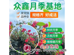 棒棒糖月季 高杆树桩月季 花色鲜艳 月季苗花坛盆栽 南阳月季图1