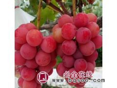 妮娜皇后葡萄苗占地苗 夏黑砧木嫁接 颗粒饱满 可放心选购图1