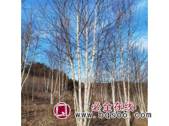 智豪苗圃 丛生白桦树 4-6分支园林绿化景观树 东北绿化树图1