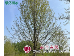 娜塔栎 小区庭院公园种植观赏庭荫树 适应性强 山东绿化树图1