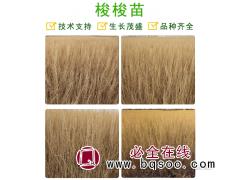 绿化梭梭苗 园林工程固沙苗木 耐旱性能优越 张掖市思涵苗木图1
