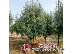 圆球造型矮杆红叶石楠球 规格大小齐全 基地现挖现发 耘艺苗木图1