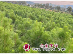 基地供应湿地松 景区布置 湿地园林 行道树 城市绿化工程苗木图1