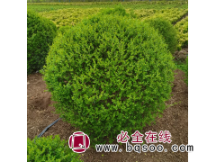 基地供应小叶女贞球道路公园庭院绿化 园林孤植色块苗木图1