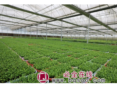 果之王 红紫峰李子树苗木 根系发达 600万果苗基地直供图1
