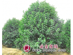 大叶黄杨 常绿灌木 用于湿地绿化 绿篱 园林植物 欢欢苗木图1