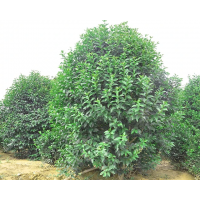 大叶黄杨 常绿灌木 用于湿地绿化 绿篱 园林植物 欢欢苗木